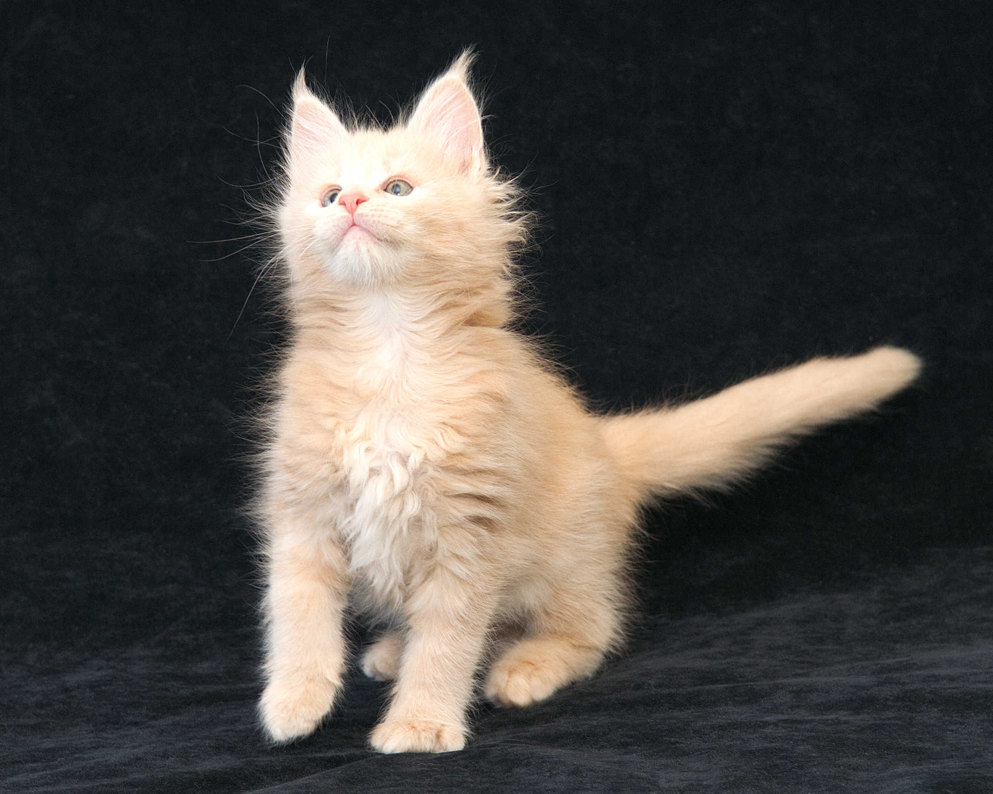 DLuxxy Maine Coon kitten Taiga of Aurora Borealis Litter, Cream