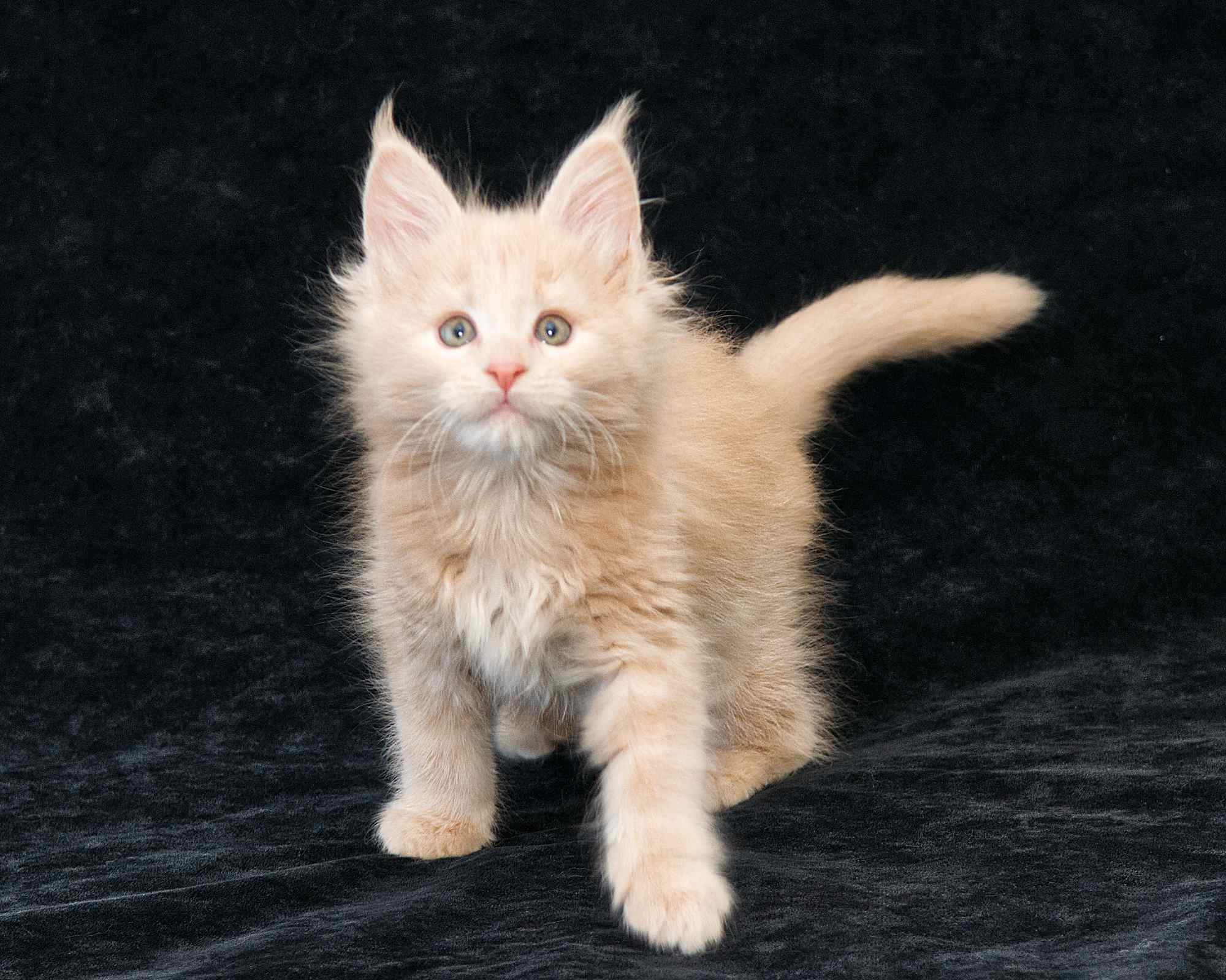 DLuxxy Maine Coon kitten Taiga of Aurora Borealis Litter, Cream