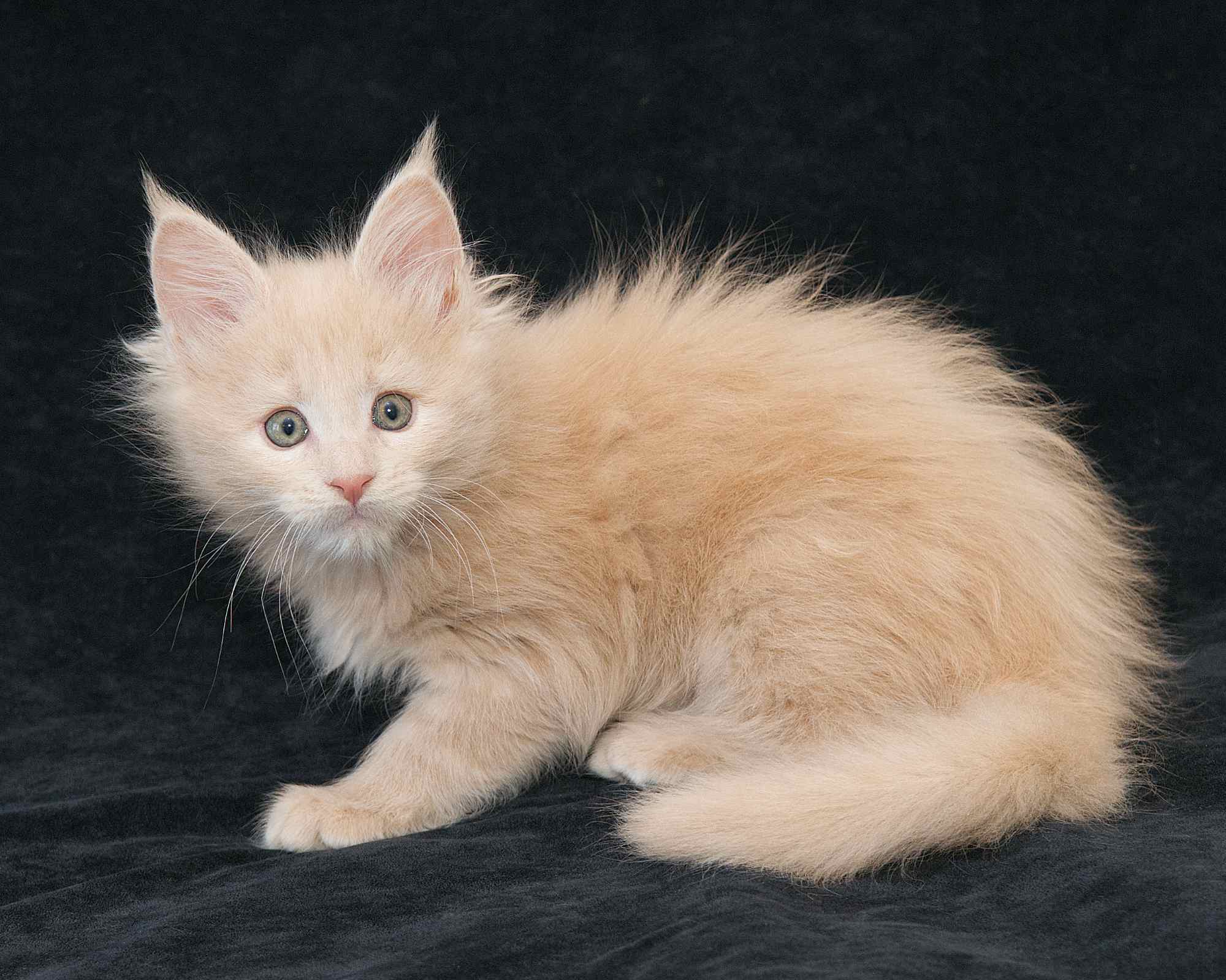 DLuxxy Maine Coon kitten Taiga of Aurora Borealis Litter, Cream
