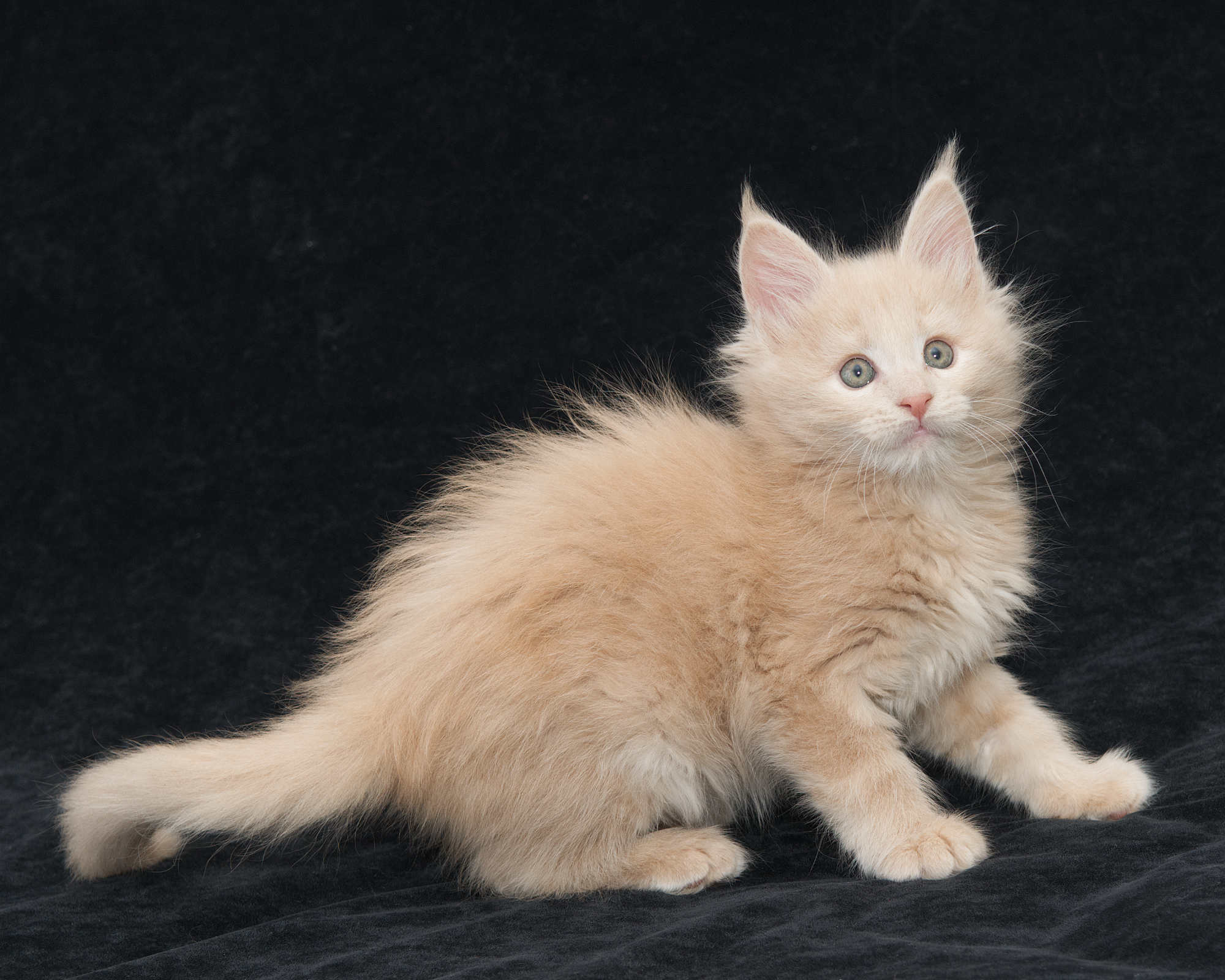 DLuxxy Maine Coon kitten Taiga of Aurora Borealis Litter, Cream
