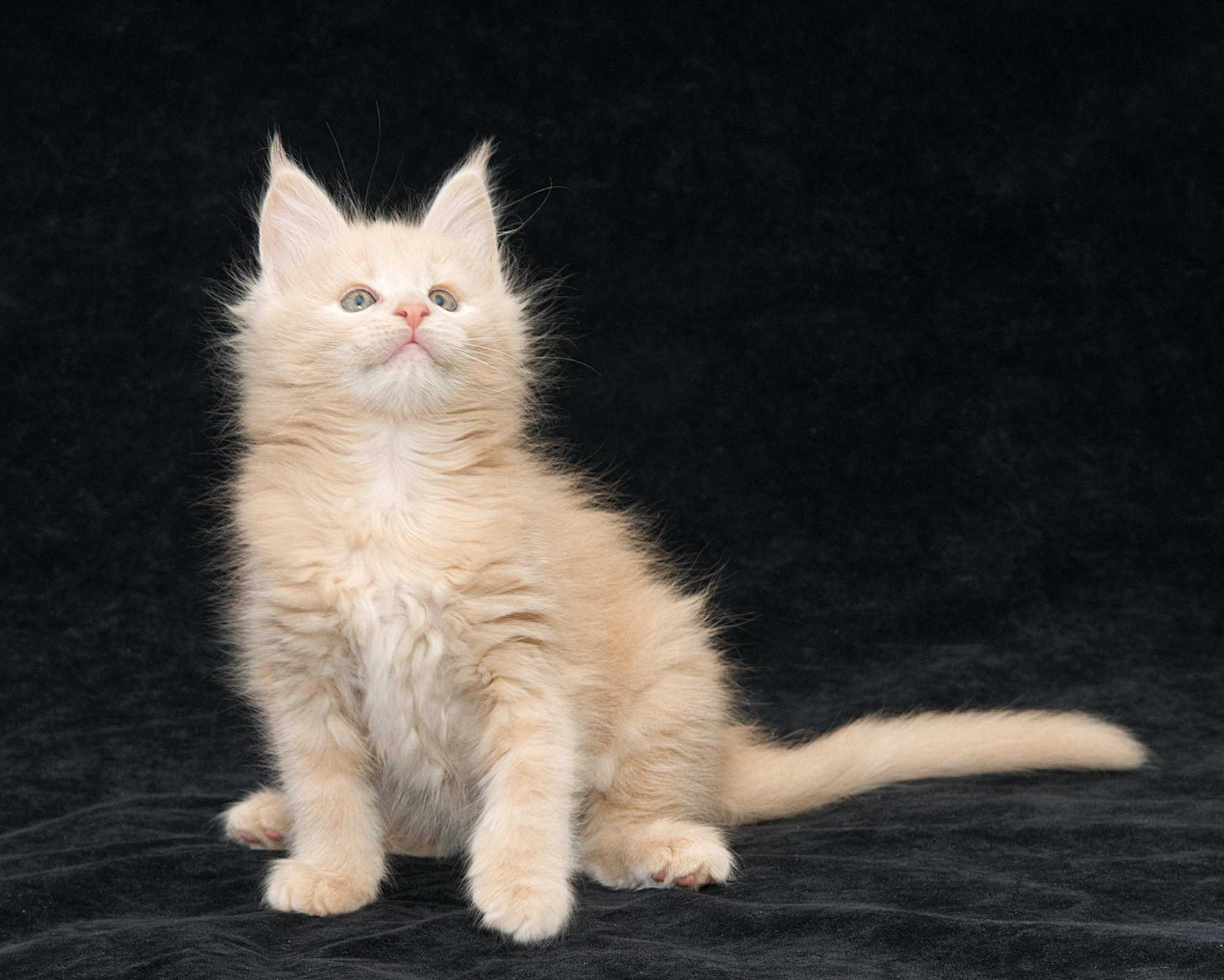 DLuxxy Maine Coon kitten Taiga of Aurora Borealis Litter, Cream