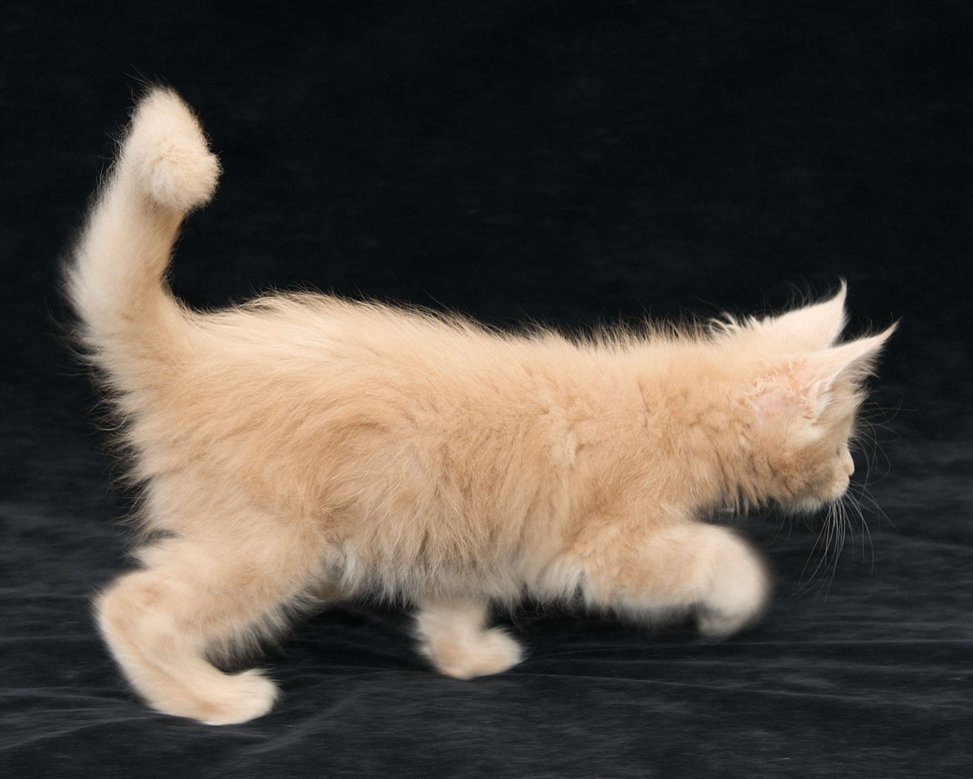 DLuxxy Maine Coon kitten Taiga of Aurora Borealis Litter, Cream