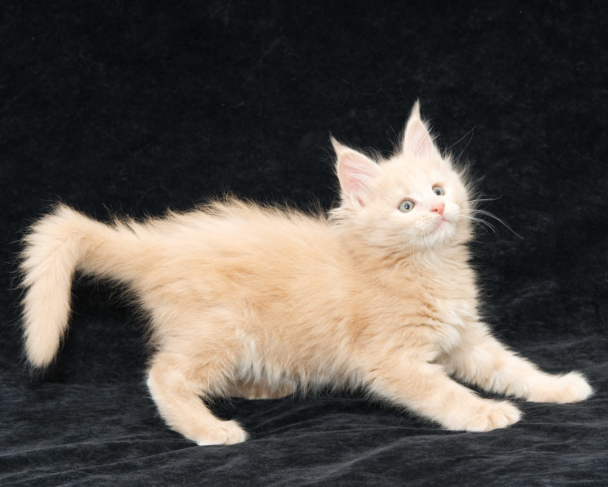 DLuxxy Maine Coon kitten Taiga of Aurora Borealis Litter, Cream