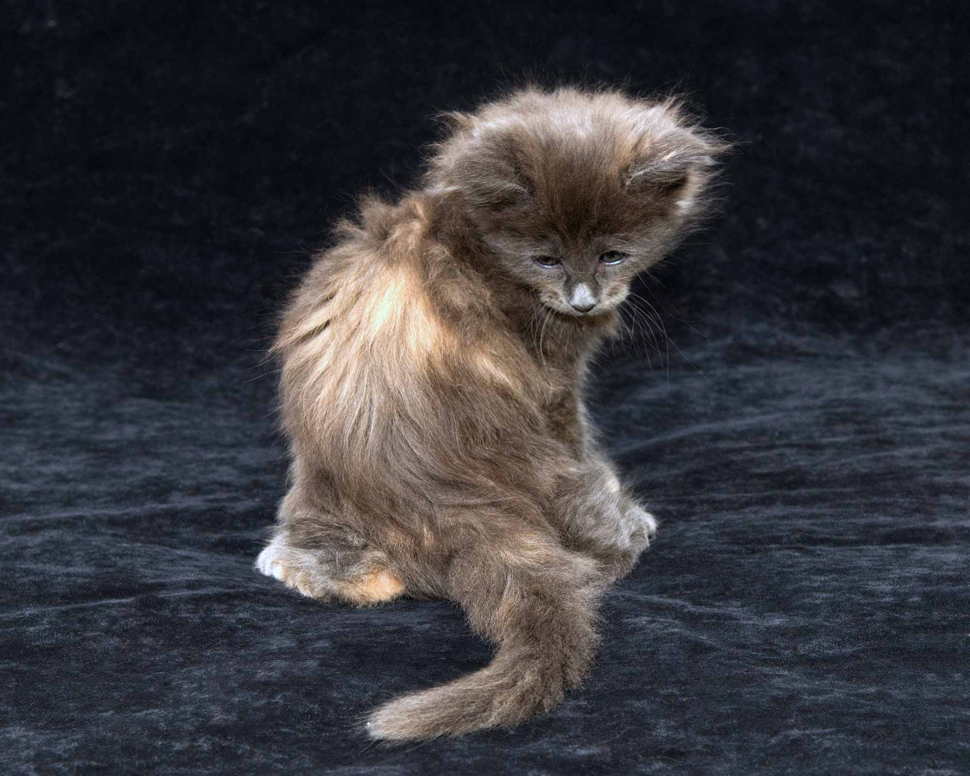 DLuxxy Maine Coon kitten Ursa of Aurora Borealis Litter, silver