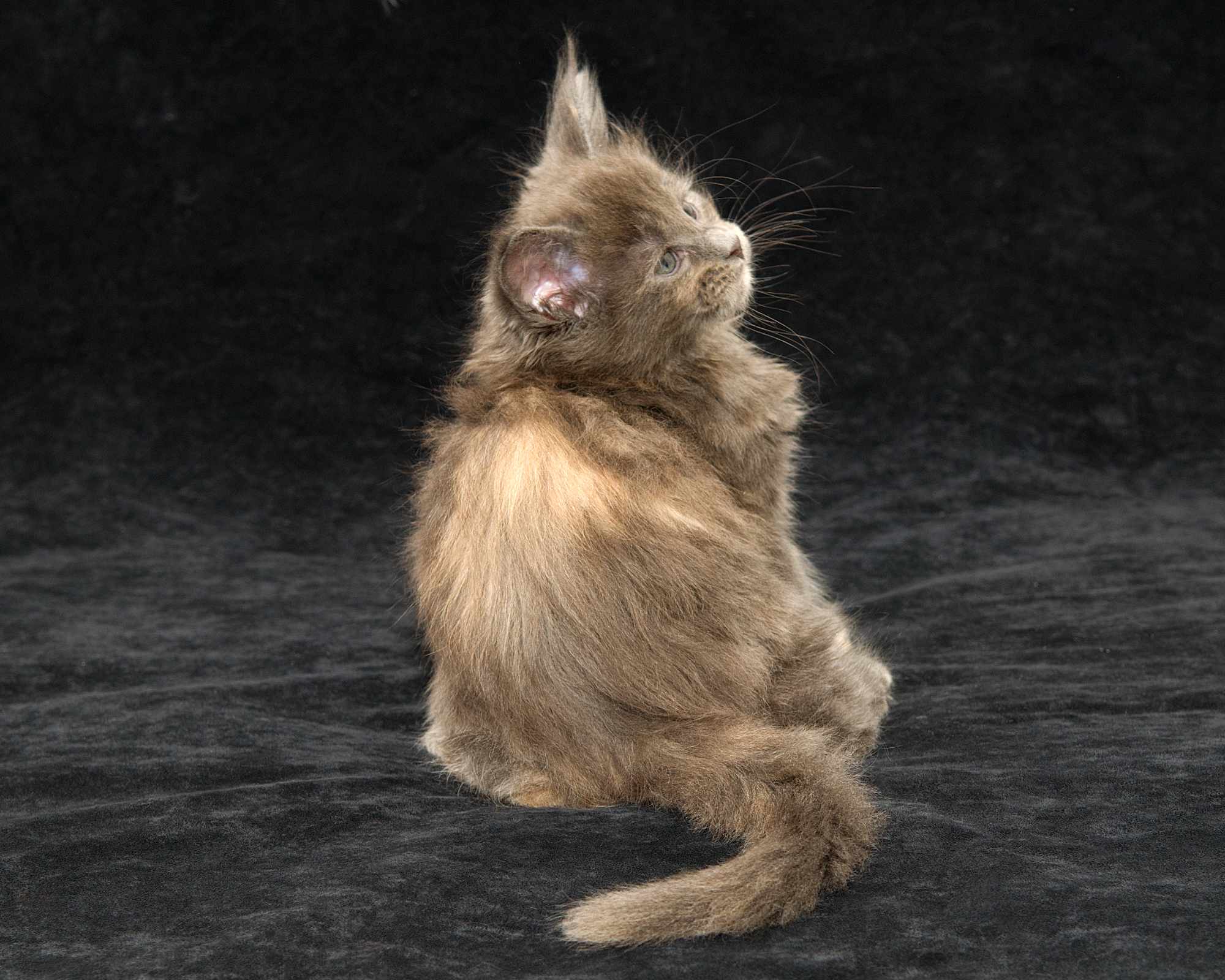 DLuxxy Maine Coon kitten Ursa of Aurora Borealis Litter, silver