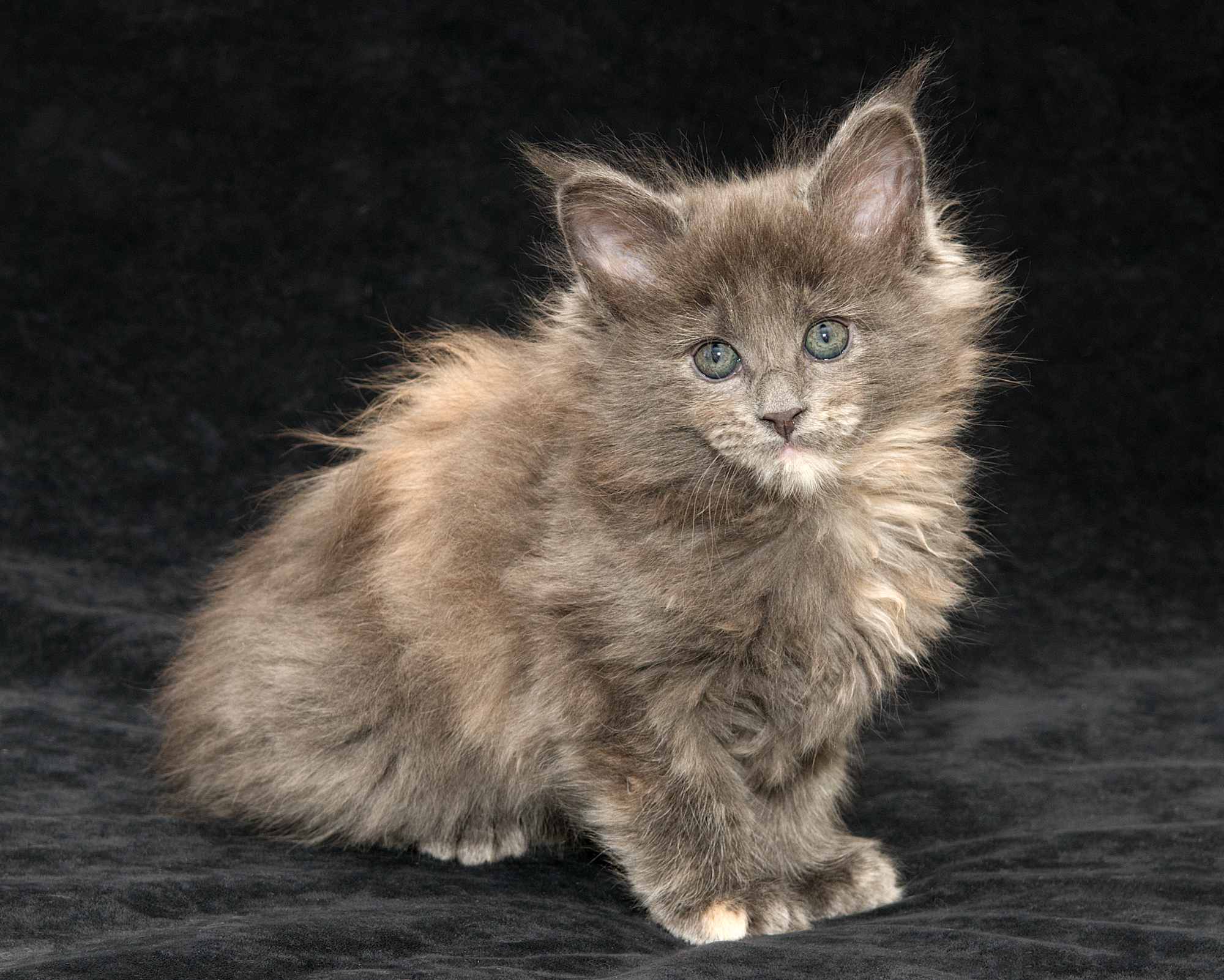 DLuxxy Maine Coon kitten Ursa of Aurora Borealis Litter, silver