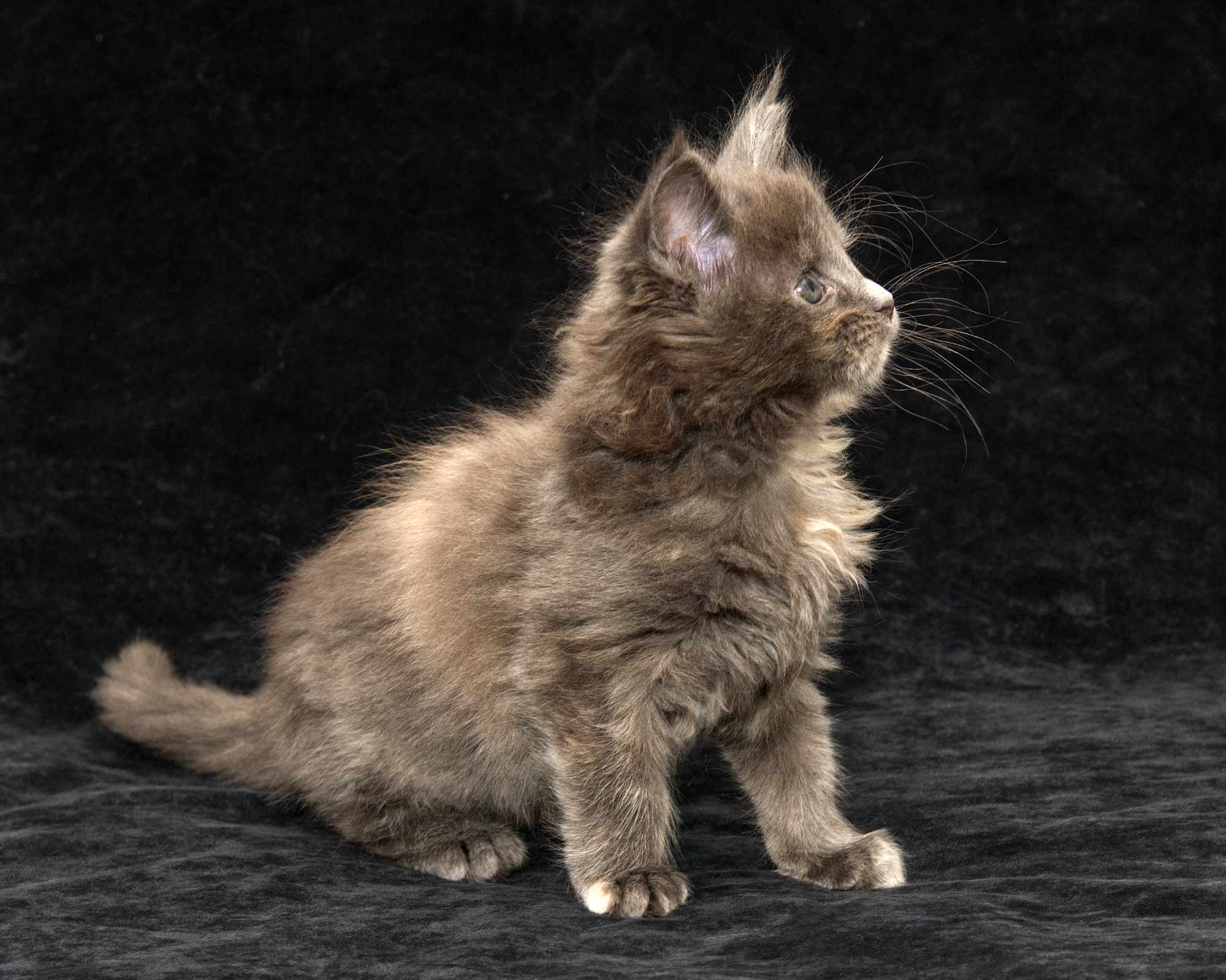 DLuxxy Maine Coon kitten Ursa of Aurora Borealis Litter, silver