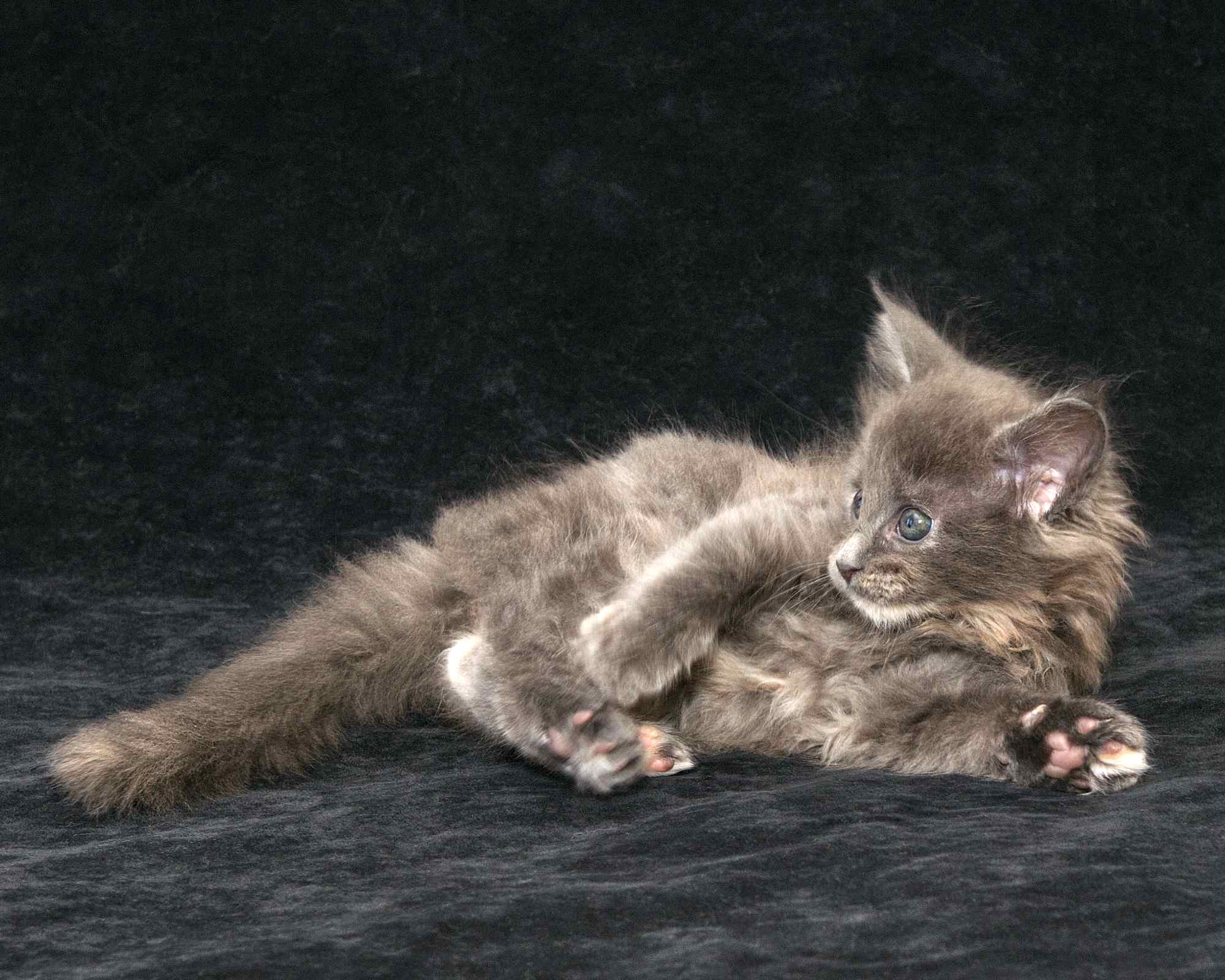 DLuxxy Maine Coon kitten Ursa of Aurora Borealis Litter, silver