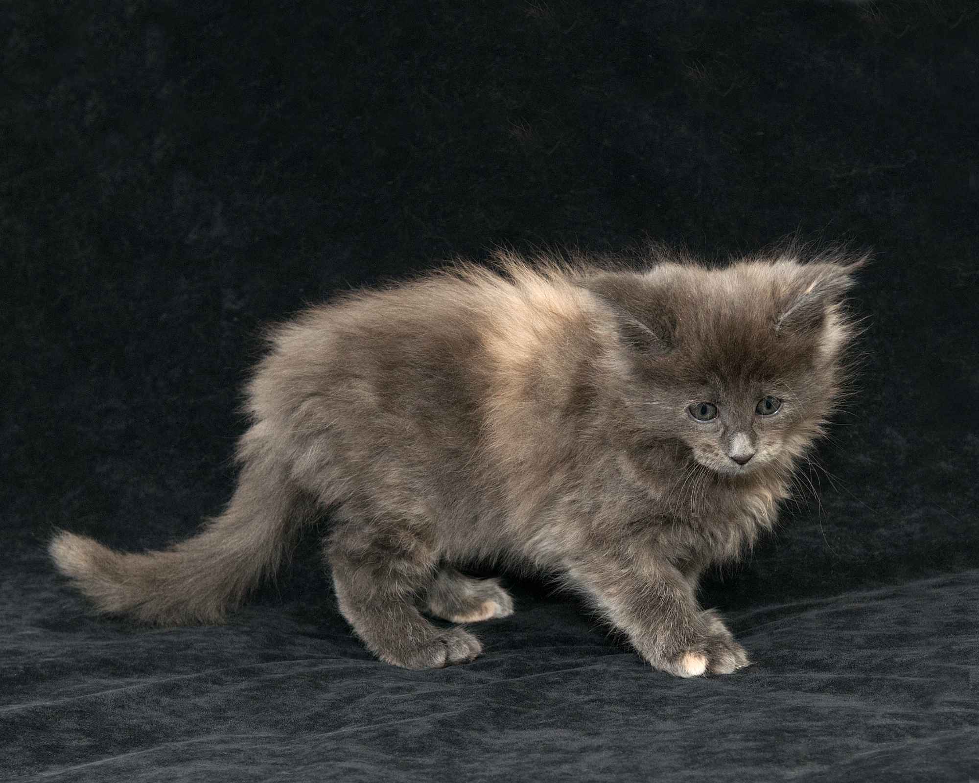 DLuxxy Maine Coon kitten Ursa of Aurora Borealis Litter, silver