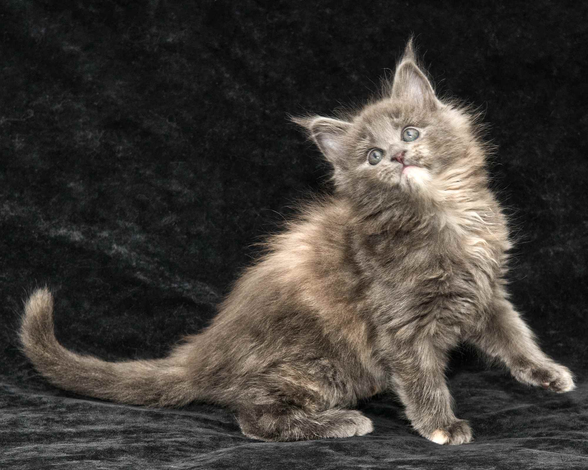 DLuxxy Maine Coon kitten Ursa of Aurora Borealis Litter, silver