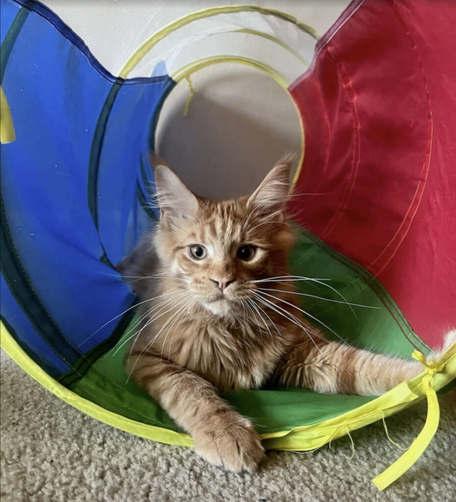 Our alumni kitten, Rasmussen at his playground