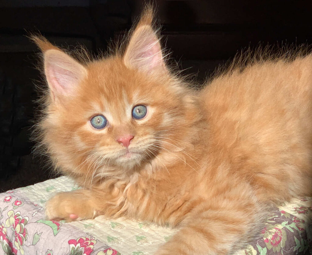 Red Maine Coon kitten at DLuxxy Maine Coons near Tucson, AZ
