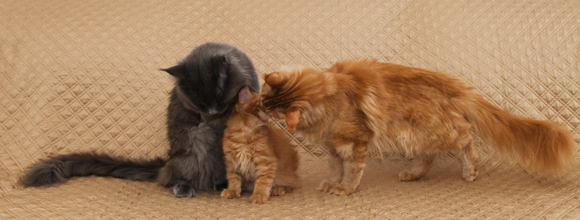 Maine Coon cat family