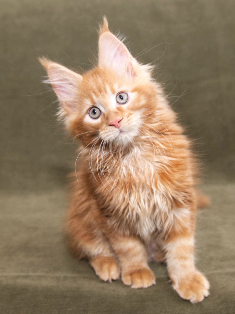 Red Maine Coon kitten at DLuxxy Maine Coons