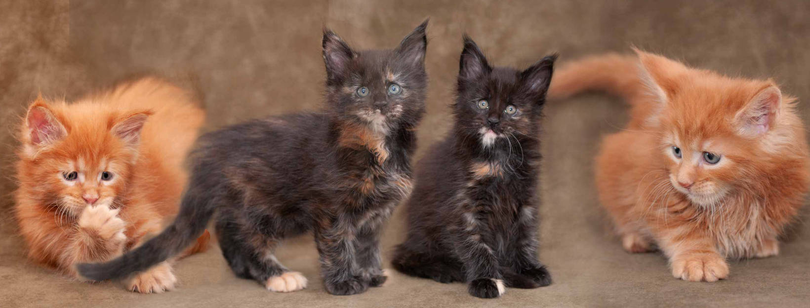 Purebred Maine Coon Kittens Montage