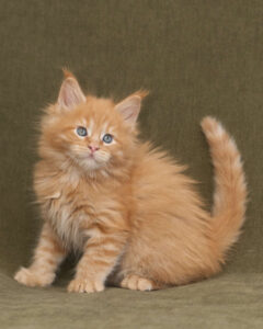 Red Maine Coon kitten