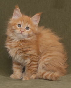 Red Maine Coon kitten
