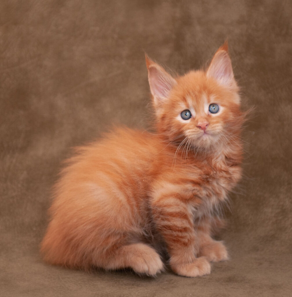 Red Maine Coon Kitten at DLuxxy Maine Coons near Tucson, AZ