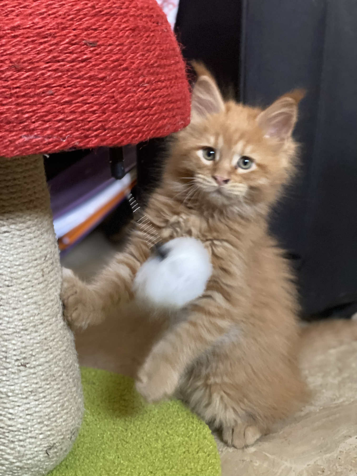 Red Maine Coon kitten Argo, nine weeks old and settling into his new home.