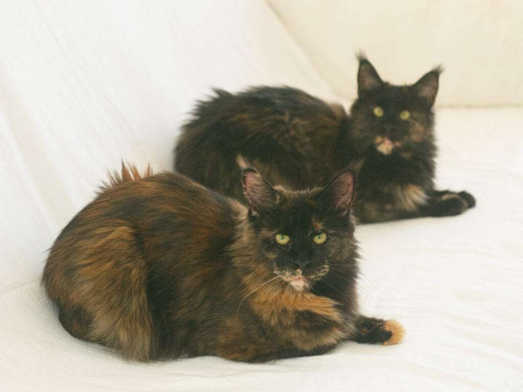 Black tortoiseshell Maine Coon cats