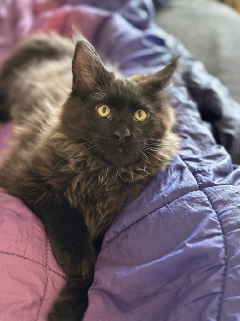 Black Maine Coon kitten Gunther at four months of age.