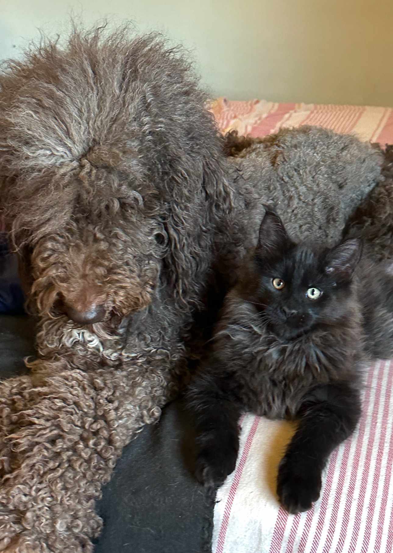 A four-month-old black classic tabby Maine Coon Gunther with his new Poodle friend