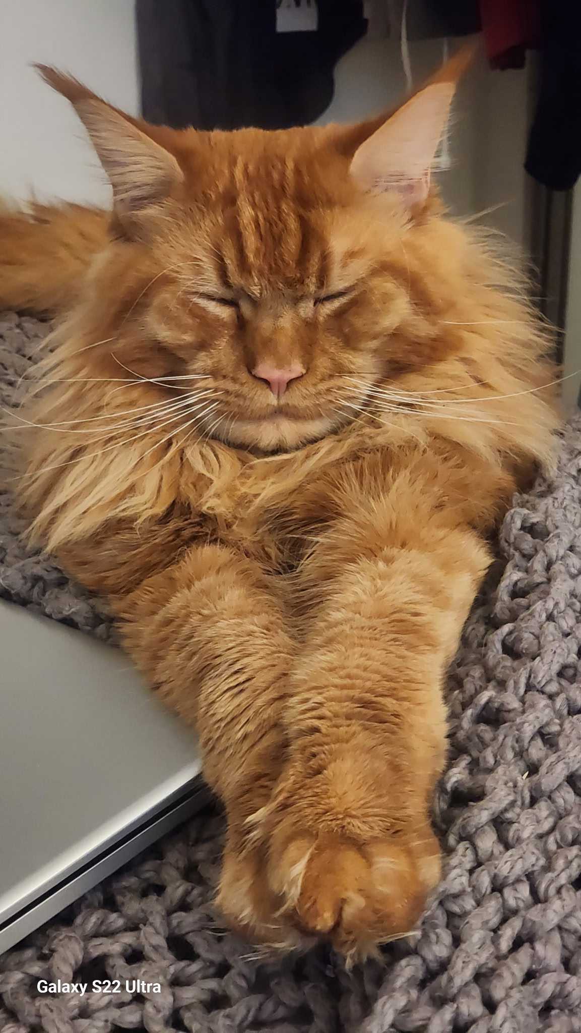 Dluxxy's red classic tabby Maine Coon, Marcus at 1.5 years