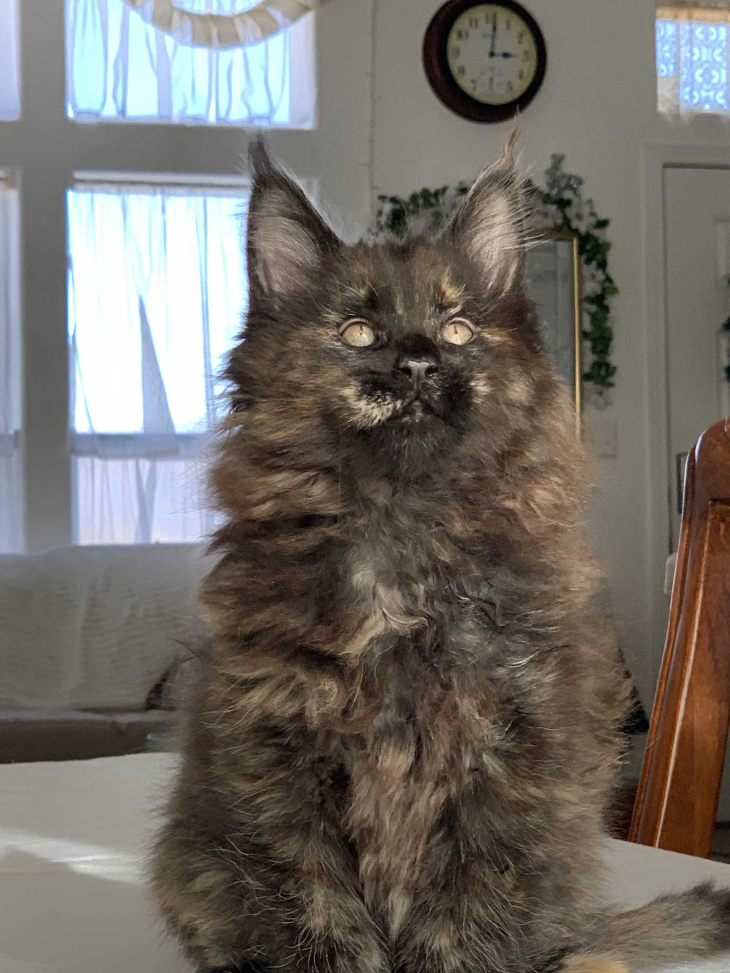 Black tortie Maine Coon kitten, Maya, posing at 8 weeks old