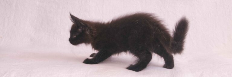 Maine Coon Leni: 5 Incredible Adventures & Milestones from Kitten to King