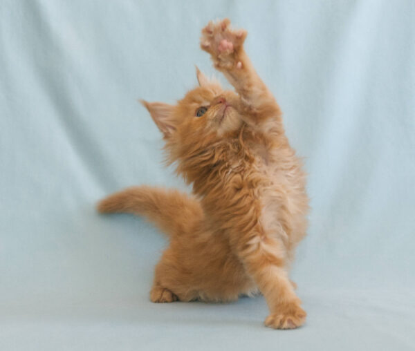 Tuffen - Mir acle Maine Coon