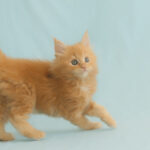 Tuffen - Maine Coon Miracle