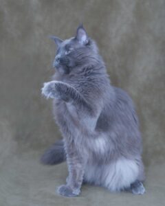 Blue Maine Coon giant, Nimbus of DLuxxy