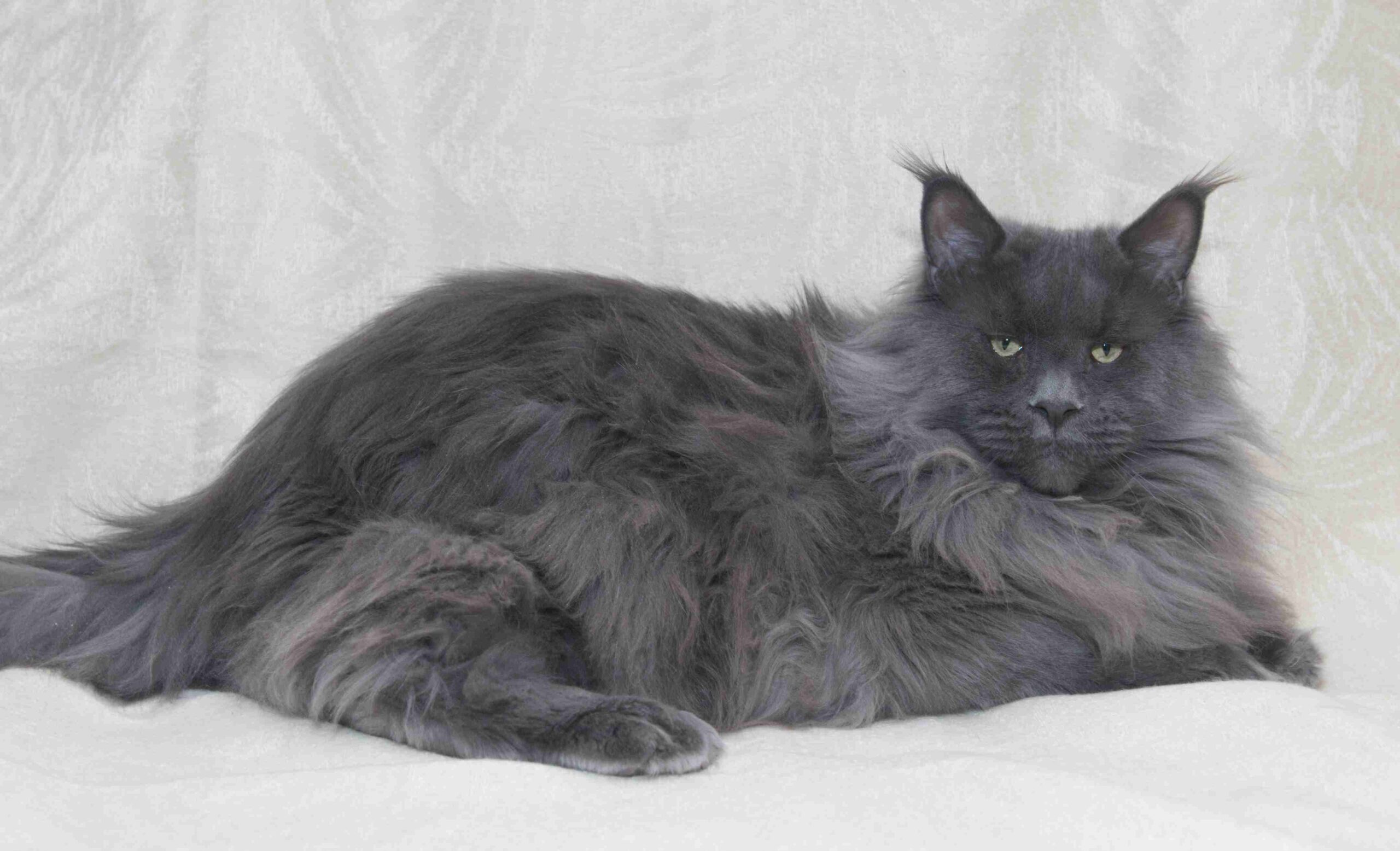 Blue Maine Coon cat, Nimbus