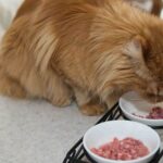 Maine Coon cat eating raw homemade food