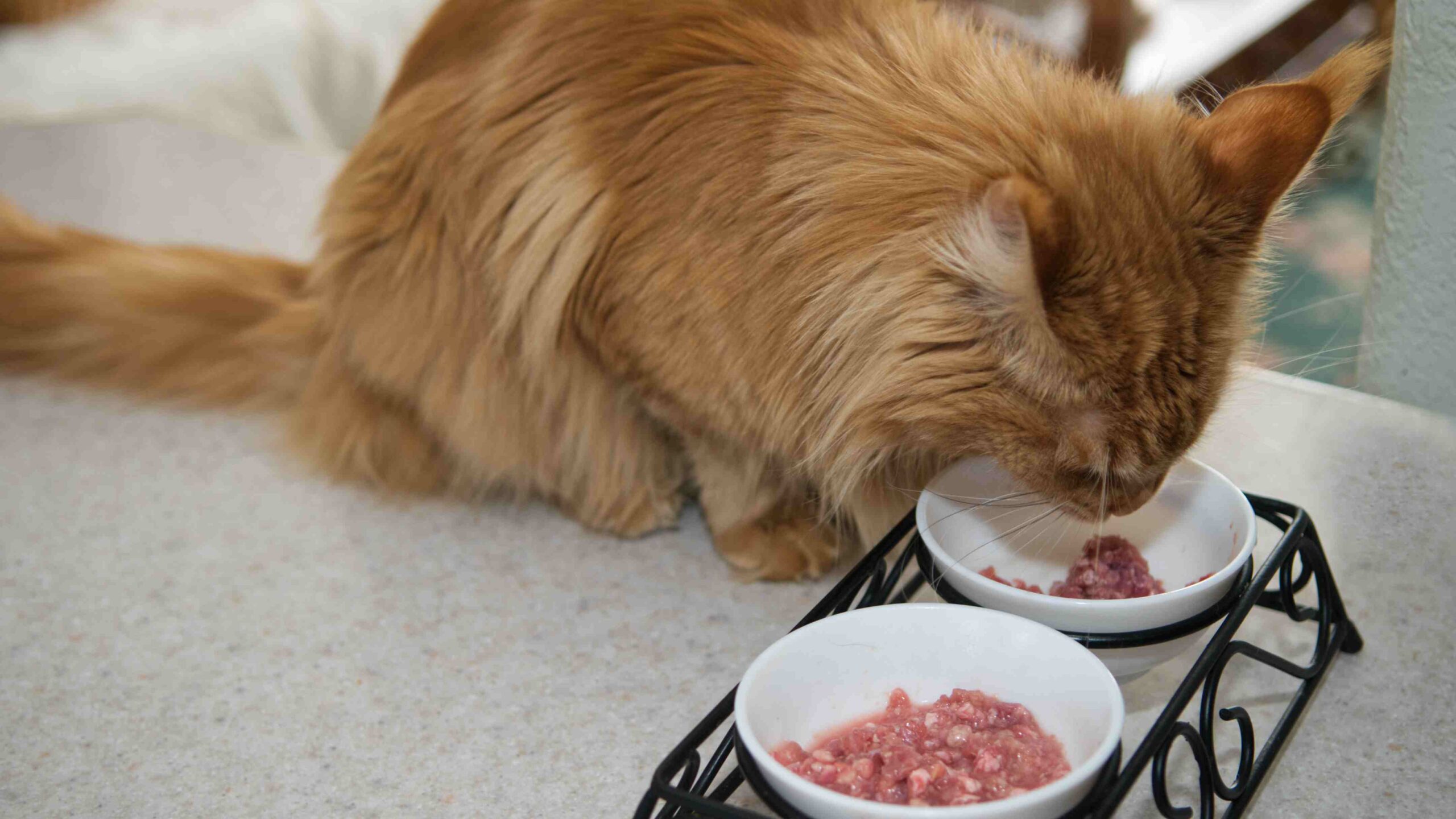 Maine Coon cat eating raw homemade food