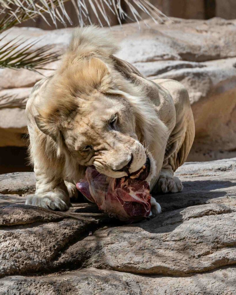 Lyon eating meat