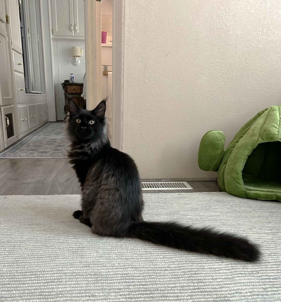 DLuxxy Maine Coon Leni is 5 months old