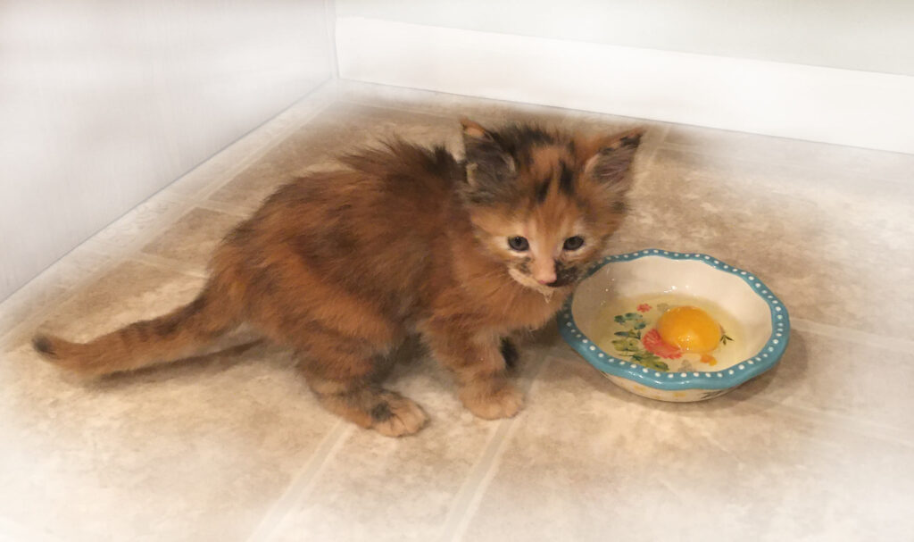 Maine Coon kitten eating raw egg