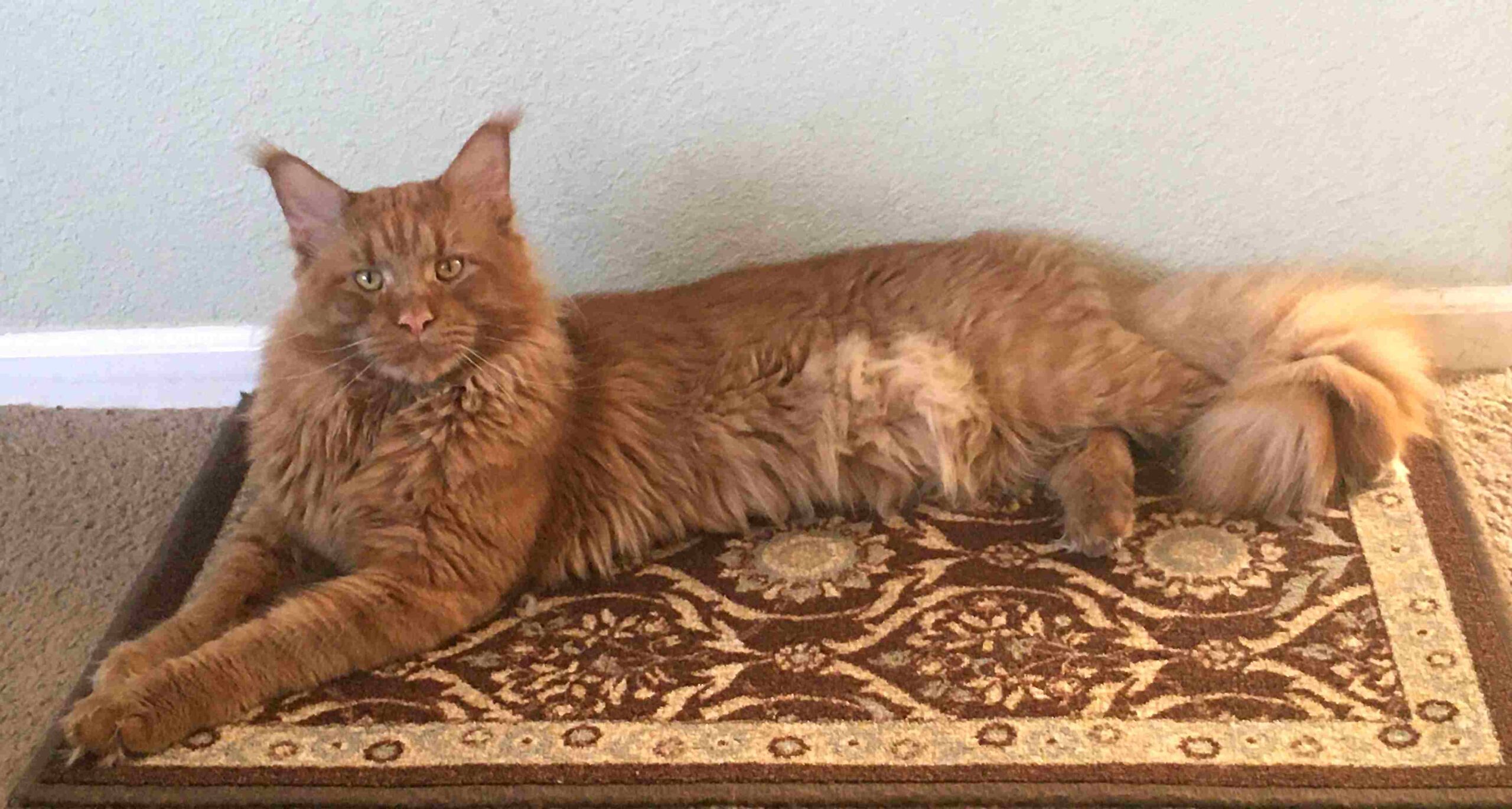 Red Maine Coon, Saffron of DLuxxy