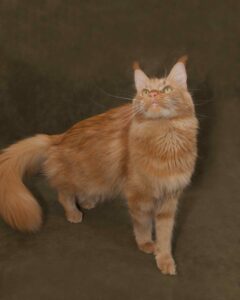 Beautiful female red Maine Coon cat