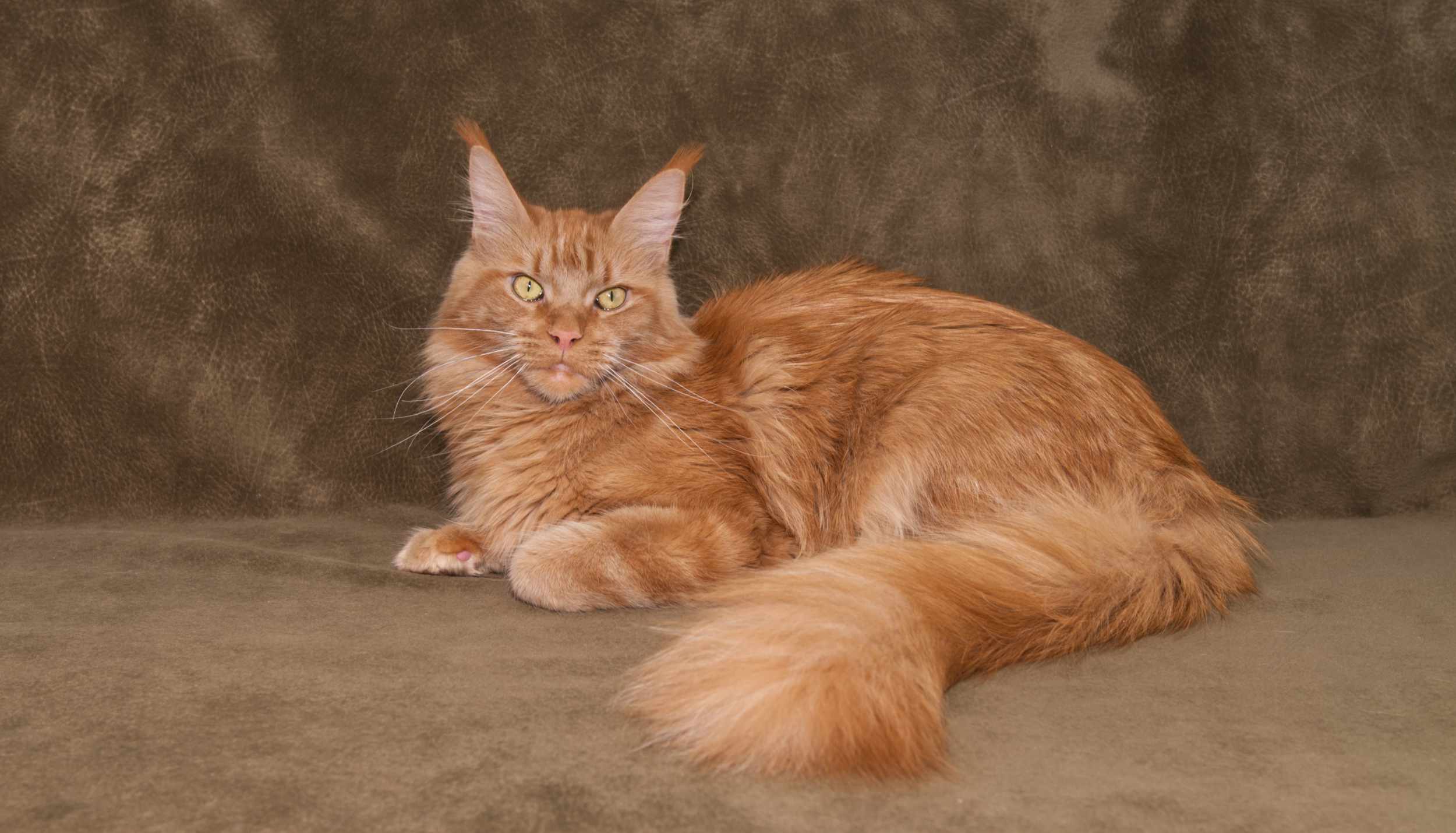 Red Female Maine Coon, Umay