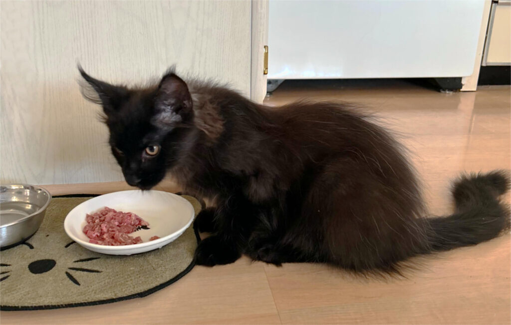DLuxxy Maine Coons eat homemade raw food in their adopting homes.