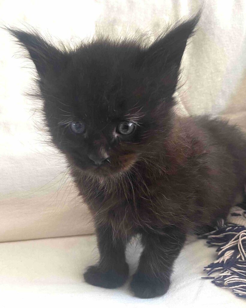 Maine Coon Leni at DLuxxy. He is almost five weeks old in this picture.