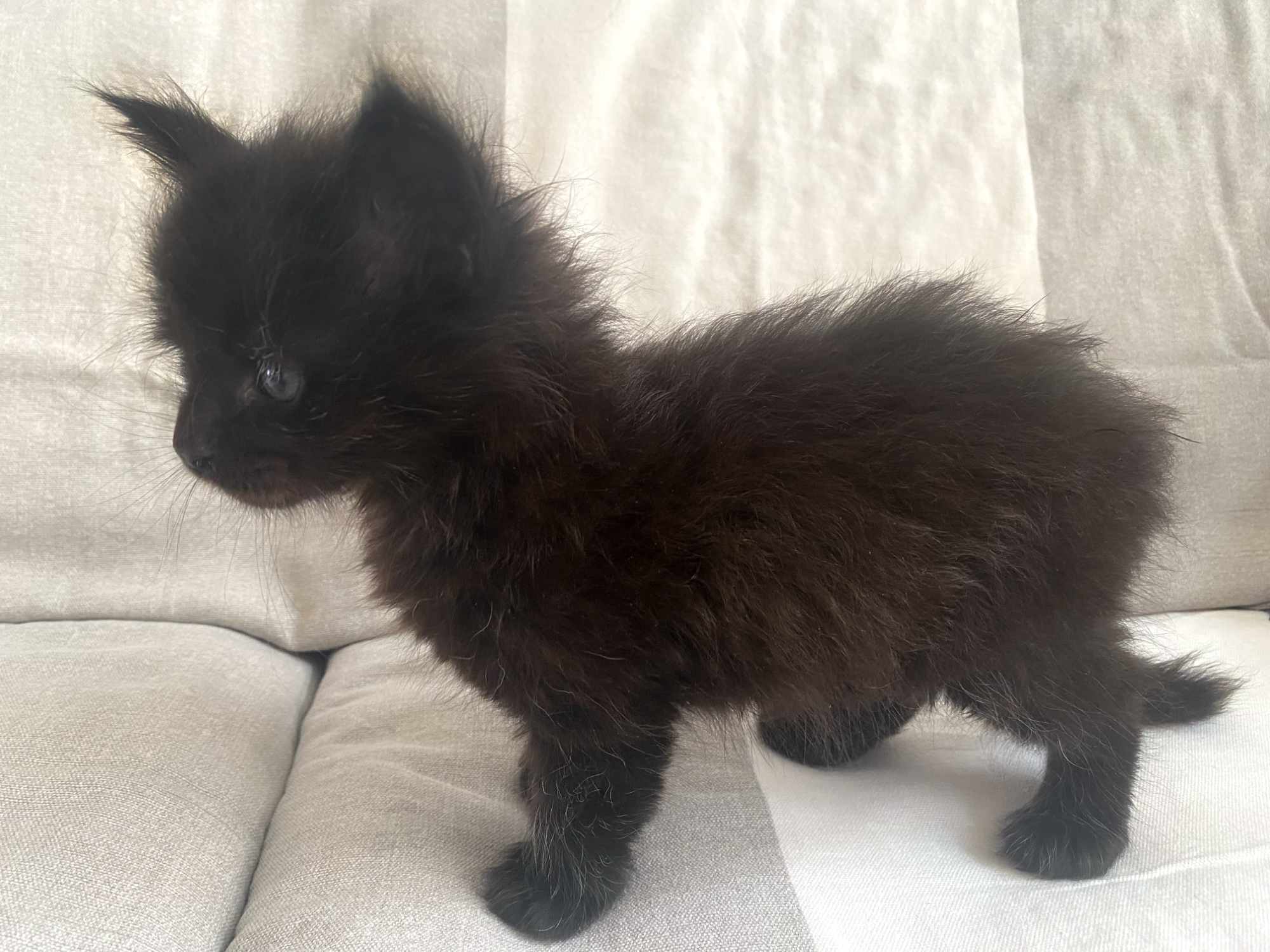 Maine Coon kitten Leni at DLuxxy at almost 5 weeks.