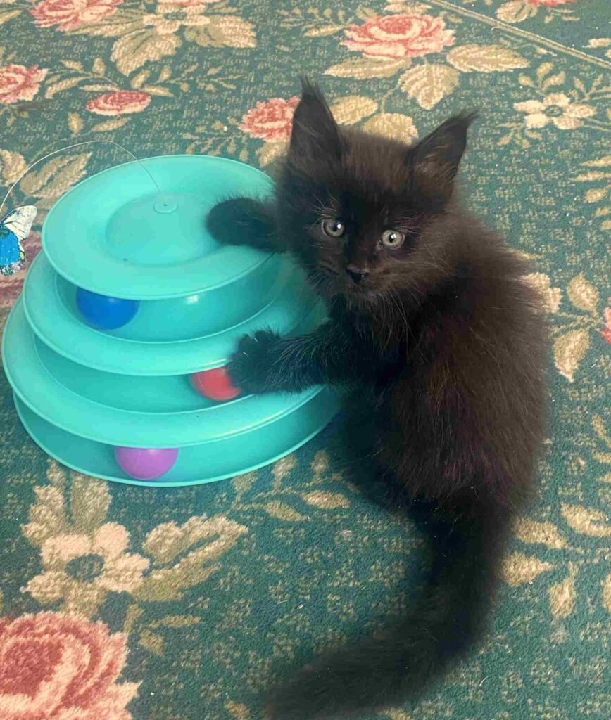 Black Maine Coon kitten Leni with his favorite toy at DLuxxy. Leni is 6 weeks old in this photo.