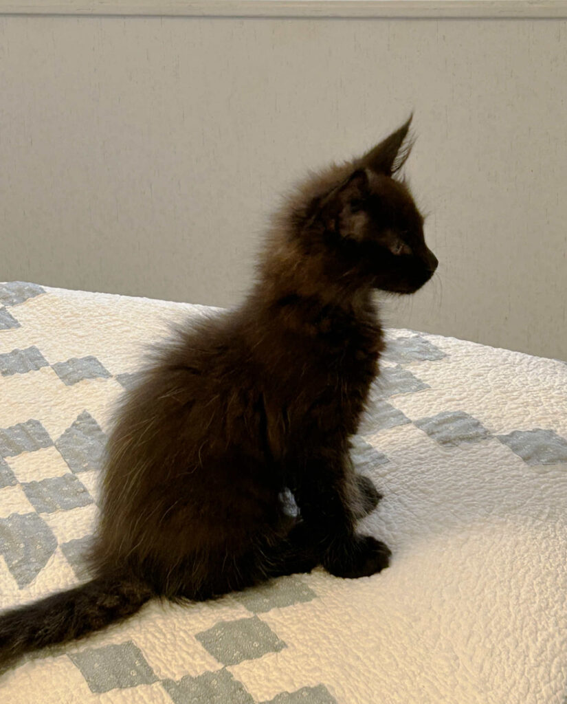 Black Maine Coon kitten Leni at his new home.