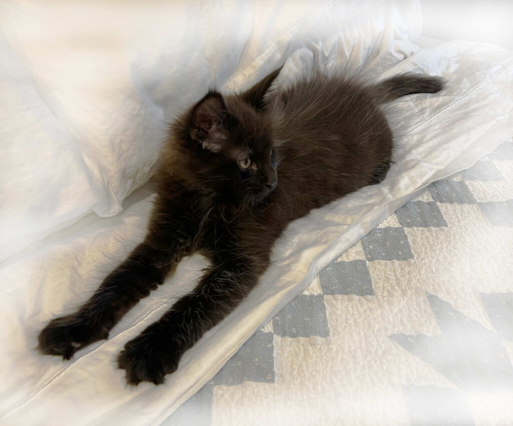 Maine Coon Leni in his new home