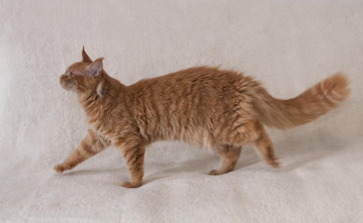 DLuxxy Maine Coon Aurum has an incredible tail