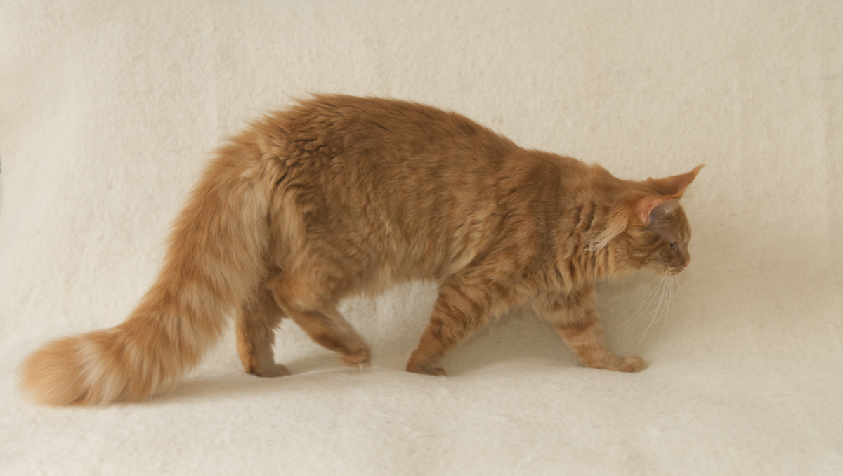 Cat facts: Cats walked the Earth before humans