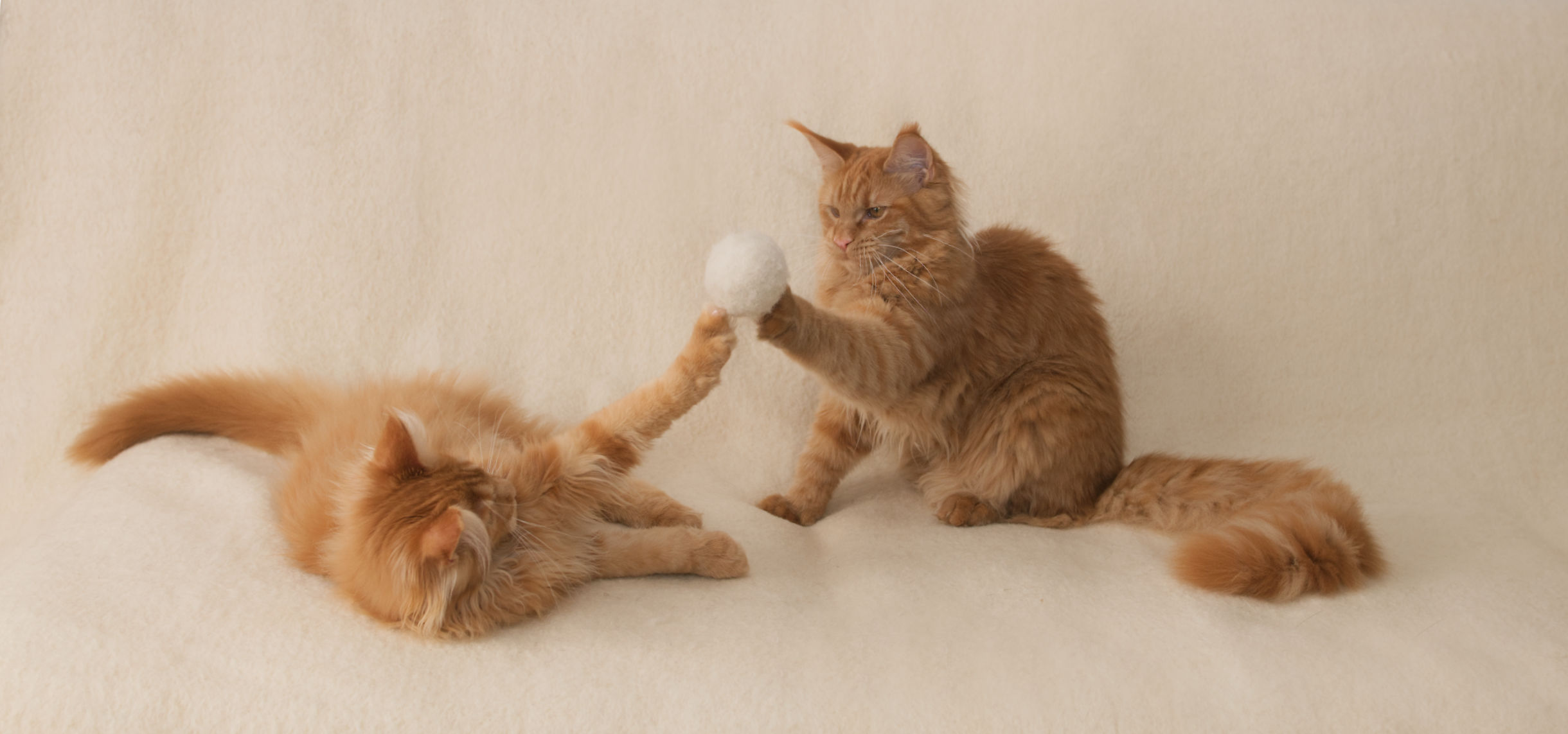 DLuxxy Maine Coon kittens, Aurum and Tuffen, with a wool dryer ball